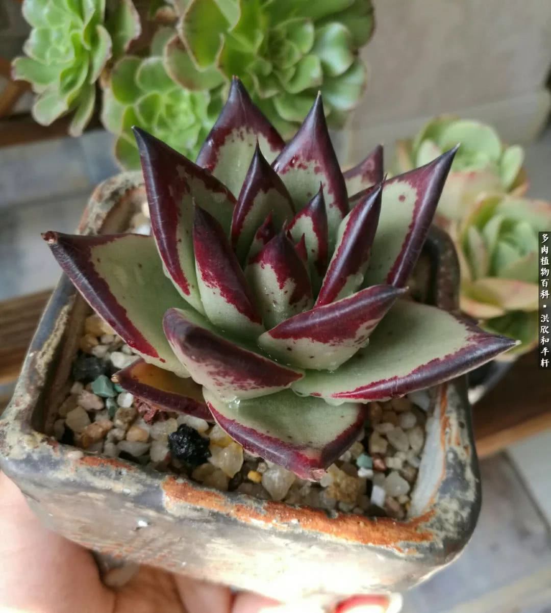 多肉的四季轮回,四季轮回多肉