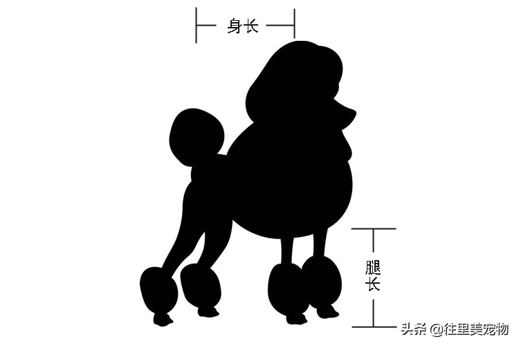 怎么分辨泰迪贵宾犬纯不纯,泰迪和贵宾犬有什么区别呢