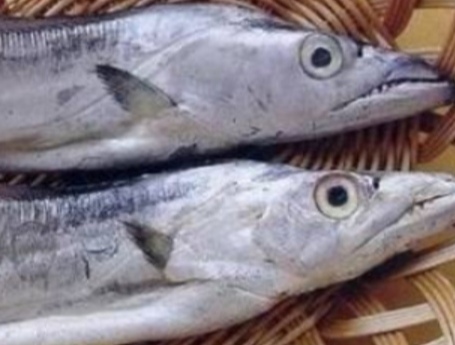 大连刀鱼有什么好处,大连刀鱼常识大全