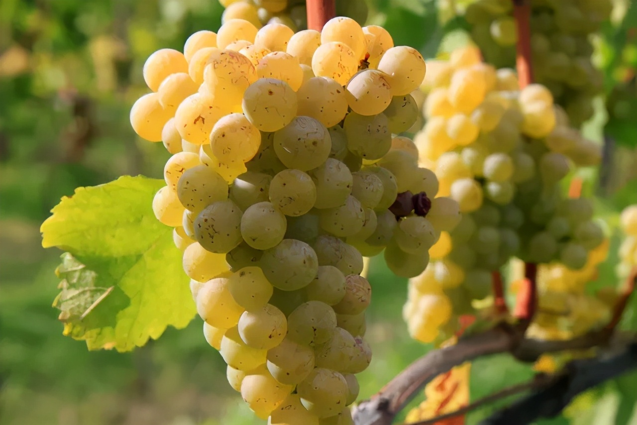 长相思葡萄酒最好的饮用时间,长相思葡萄酒的口感层次和特征