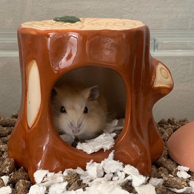 仓鼠中暑的解决方法,仓鼠怎么避免中暑