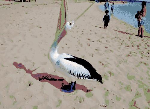 万物皆可吞的鹈鹕,鹈鹕万物皆可吞