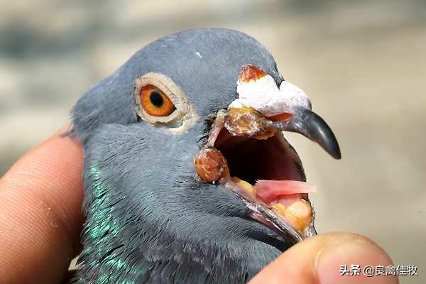 鸽痘的症状及图片,鸽痘刚开始是什么样的