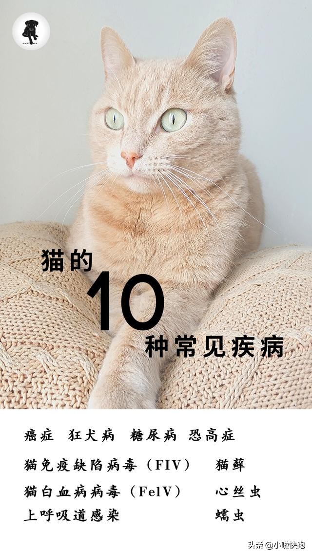 猫的常见皮肤病有哪些,猫的10种常见病图解