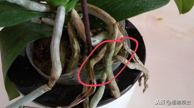 为什么买回来的蝴蝶兰花苞都枯了,蝴蝶兰慢慢枯萎是怎么回事