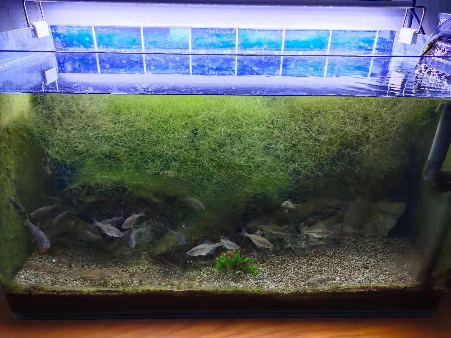 关于鱼类养殖的知识和感想,新手养鱼最基本的8个基础知识