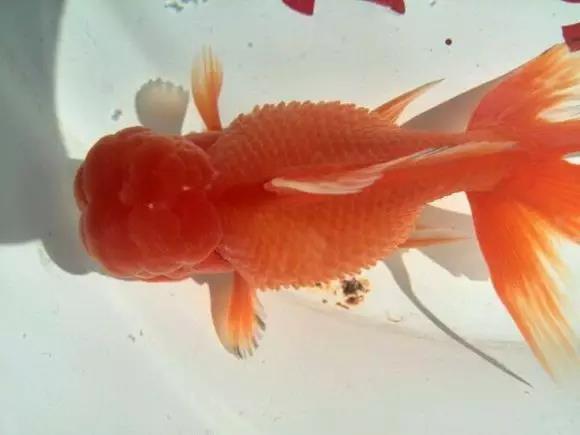 热带鱼炸鳞病怎么样治疗,小金鱼炸鳞病怎么治