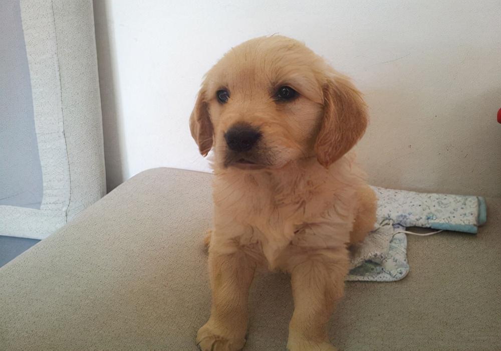 养狗经验:狗狗打完疫苗拉稀怎么回事?应激反应怎么处理?