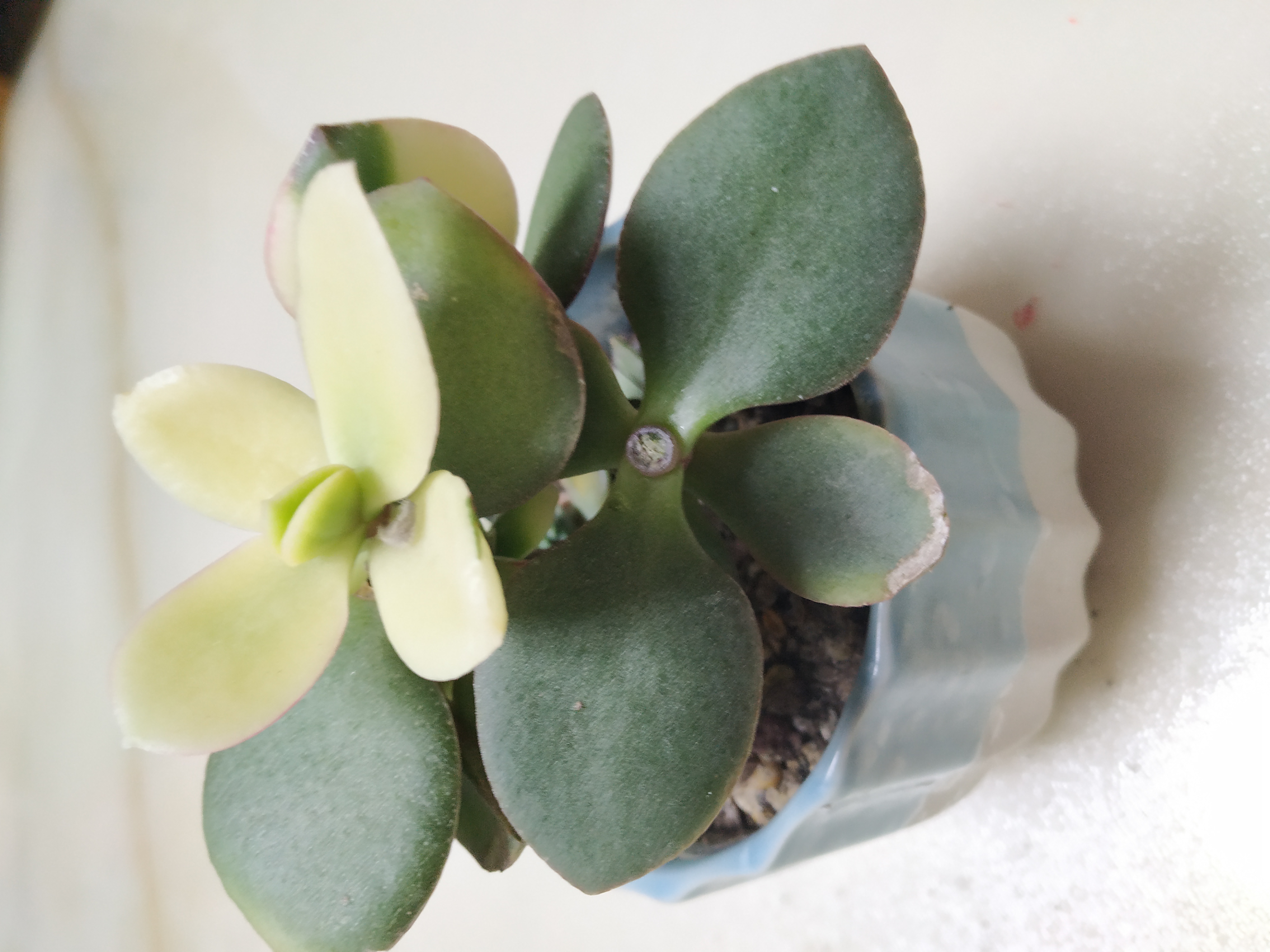 多肉法师锦怎样扦插,姬红花月多肉如何扦插