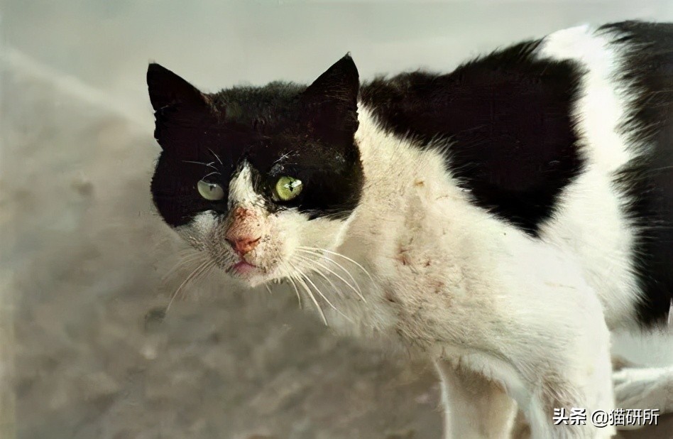 8个猫咪「性」的冷知识，务必背着主子看