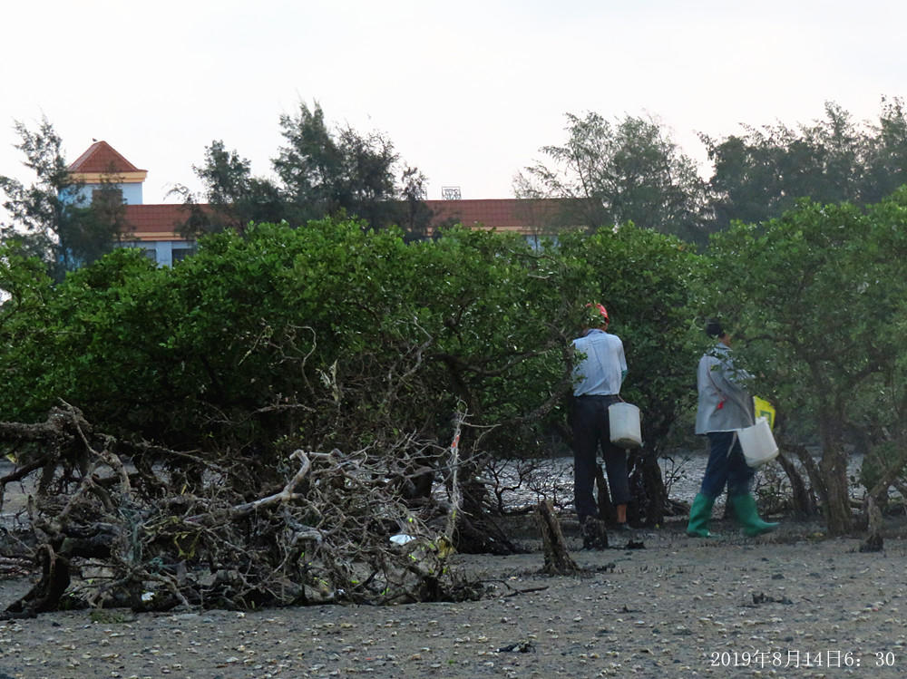 痛心！北海红树林不设防，任你踩任你挖
