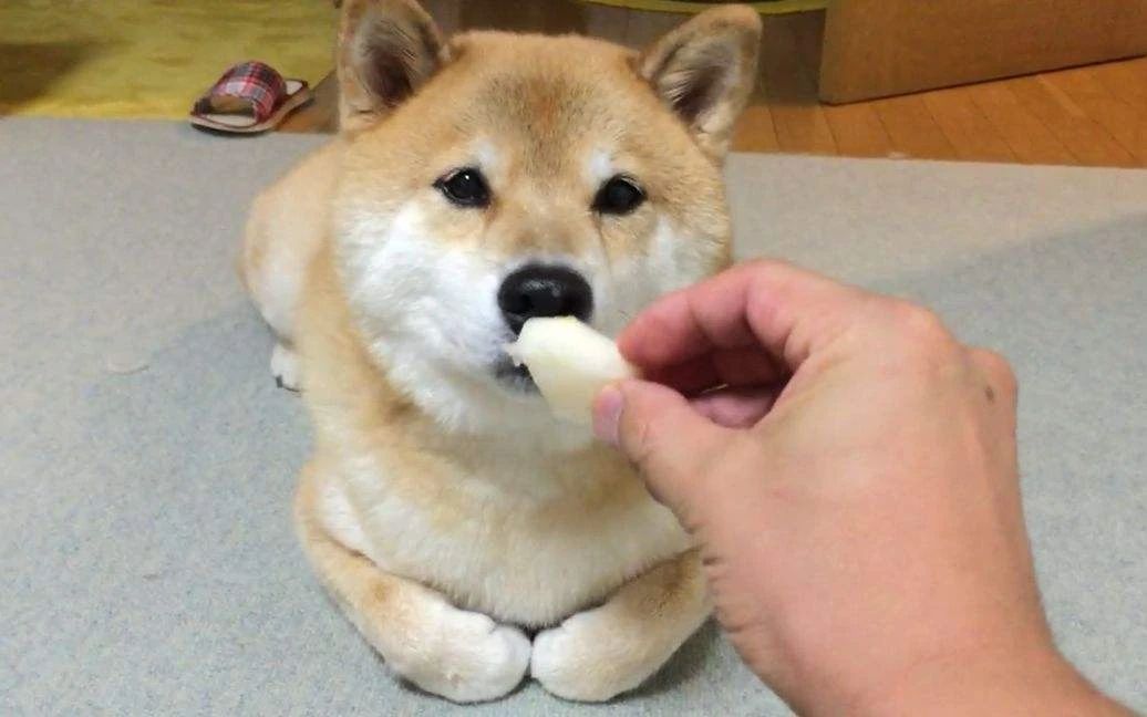 狗狗绝对不能吃的五种水果,三个月狗狗可以吃什么蔬菜跟水果