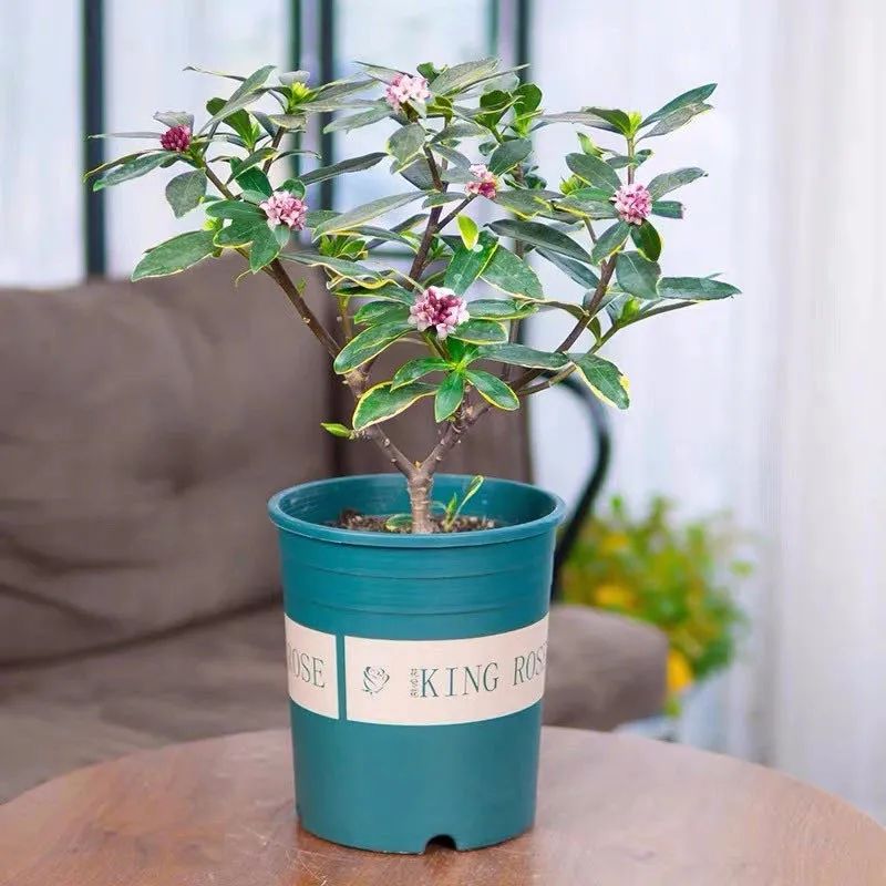 养花人最值得养的十二种花，一种花一种风华，你家养了几种？