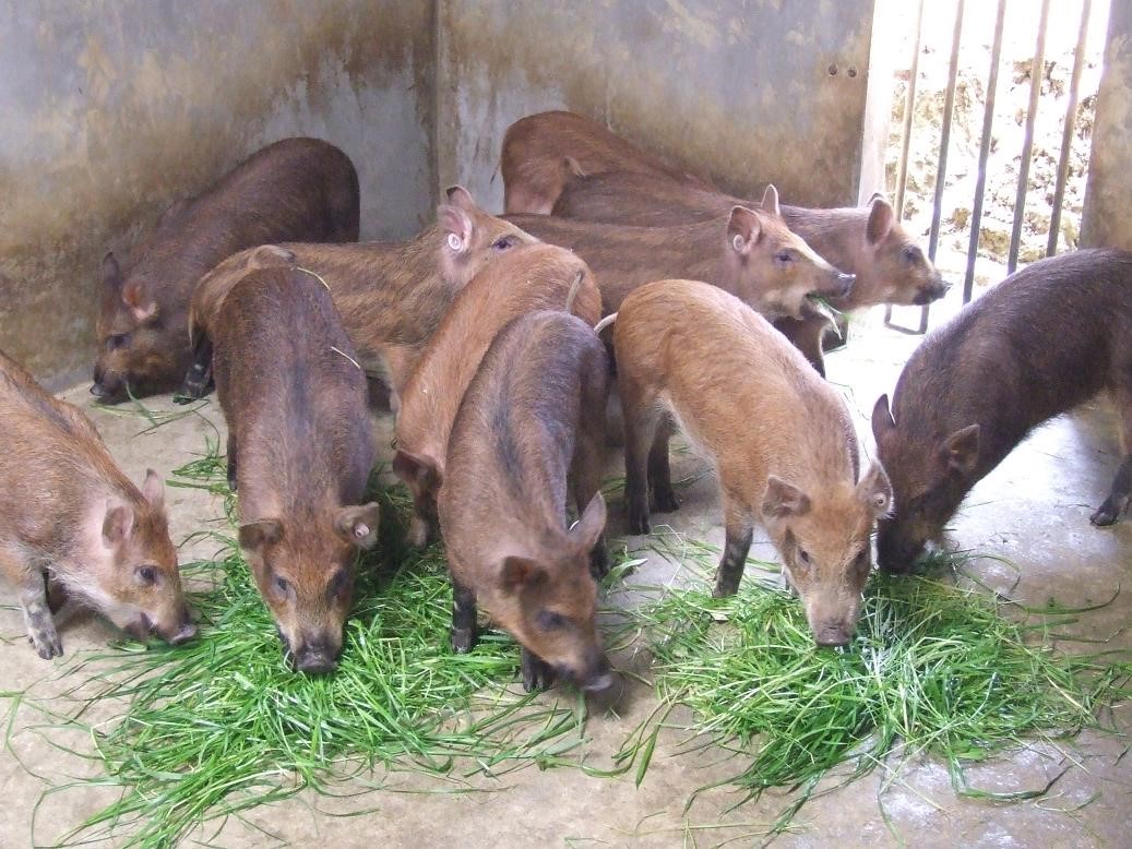 吃猪油算是破戒吗,吃猪油到底是好是坏