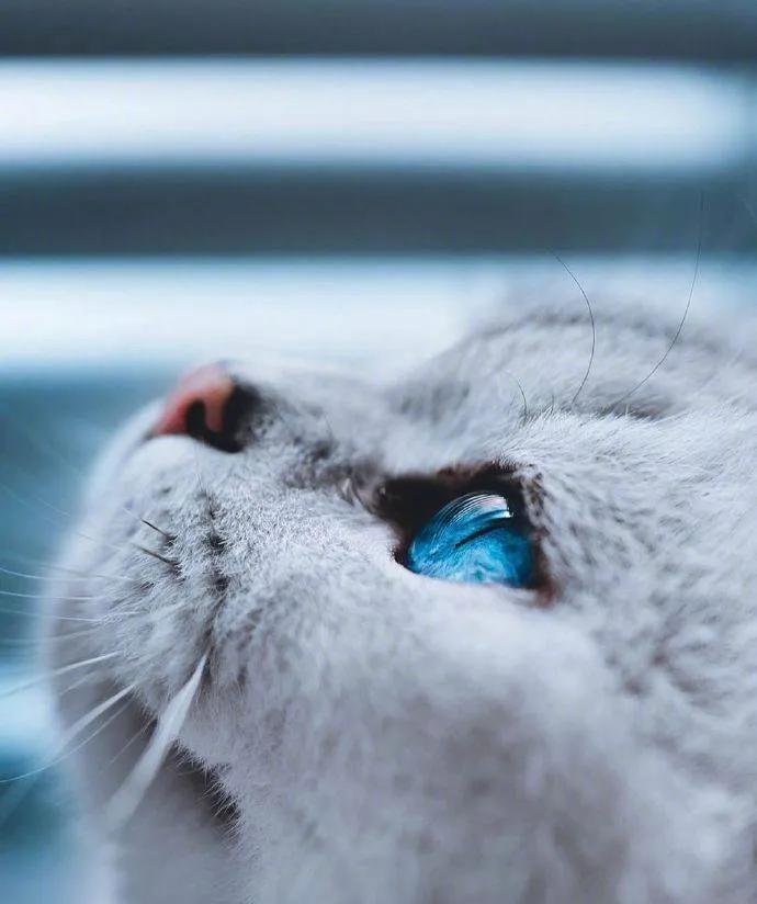 猫咪眼中的漂亮猫咪是什么样的,猫咪猫眼照片