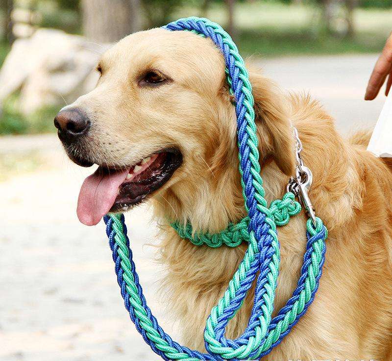 养狗新手入门必备知识,养狗知识大百科入门篇