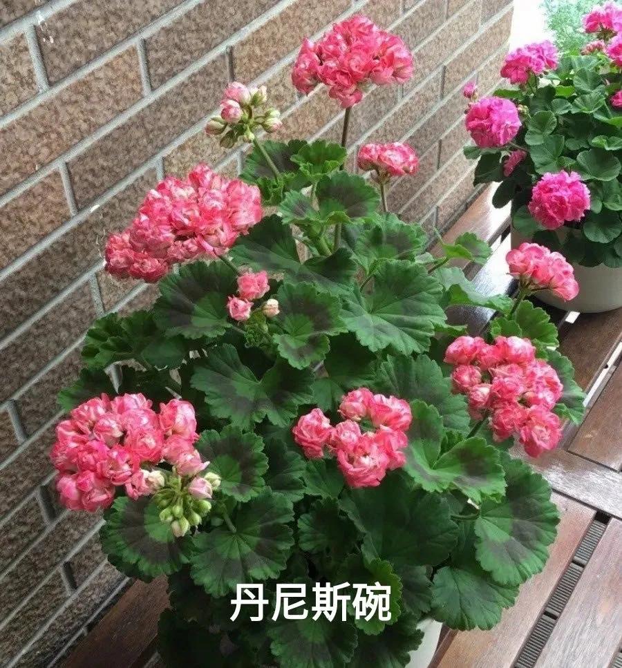 垂吊天竺葵哪些品种容易爆花,天竺葵羊宝和糖果双色哪个更爆花