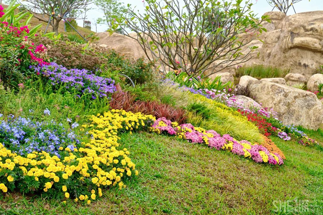 深圳龙华公园推荐,深圳龙华免费公园