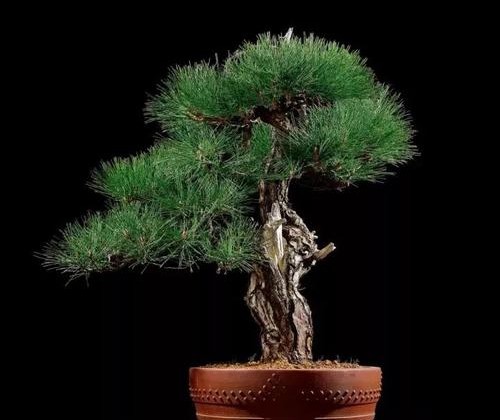 黑松春季用什么肥料,黑松的造型与护理