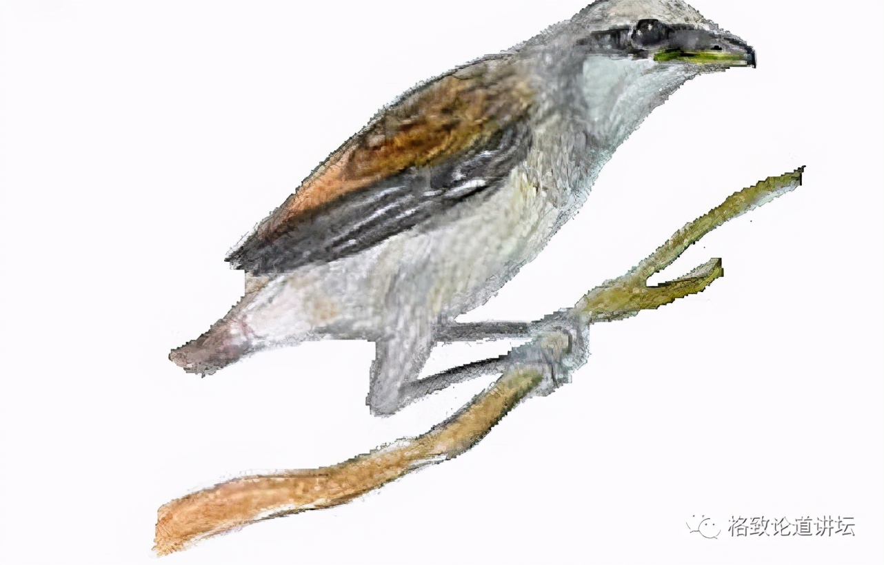 捡到受伤的鸟是好事吗,捡到受伤的鸟联系哪个部门救助