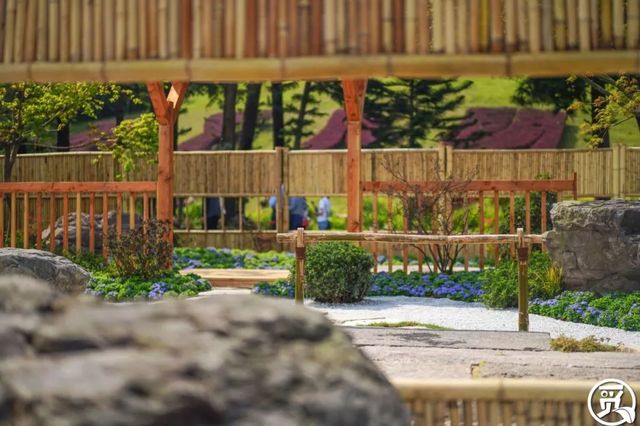 深圳史上最大最美的花展来啦,走进深圳仙湖植物园的国际花展