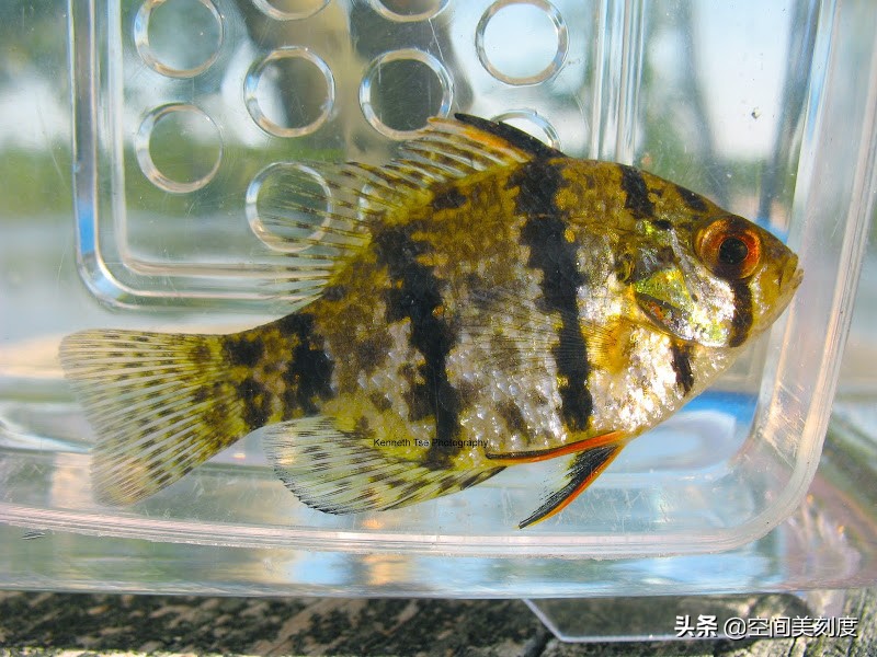 30种常见热带观赏鱼图片大全,十大你肯定没养过的热带观赏鱼