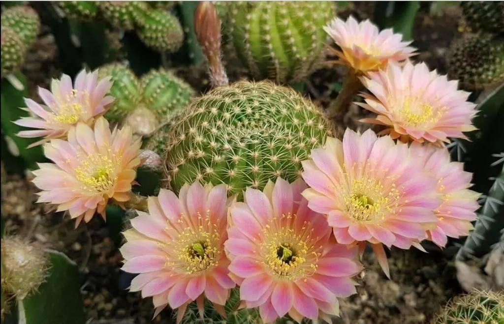 100种仙人球花图片,100种仙人球的品种视频