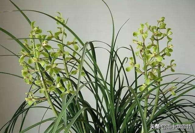 兰花浇水过多和缺水叶尖区别,兰花脱水怎么补救