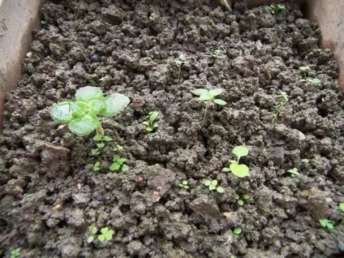 如何做薄荷盆栽,薄荷盆栽各种做法