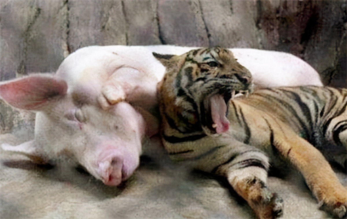 老虎被母猪养大视频,小老虎被猪妈妈养大