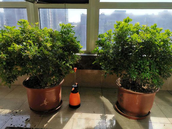 米兰花刚买回来掉叶子怎么回事,米兰花刚买回来掉叶子怎么办