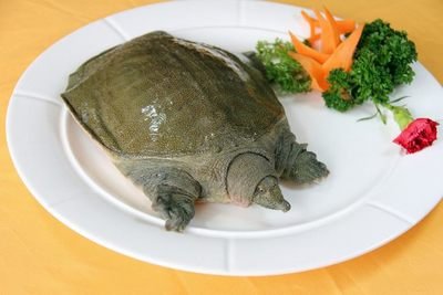 甲鱼要怎么养殖才会更好产量高,甲鱼养殖技术的讲解