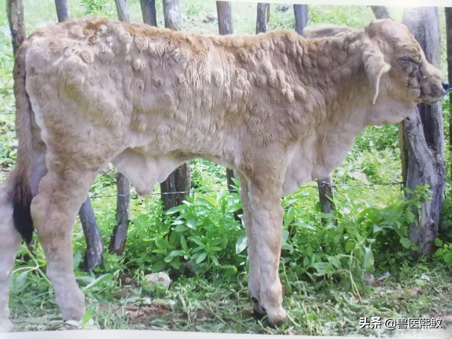 牛结节性皮肤病哪里出现,牛结节性皮肤病传播方式