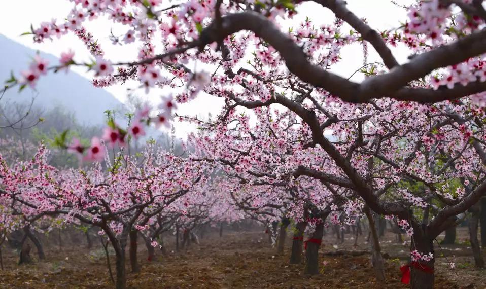 霸州踏青,霸州附近看花踏青好去处