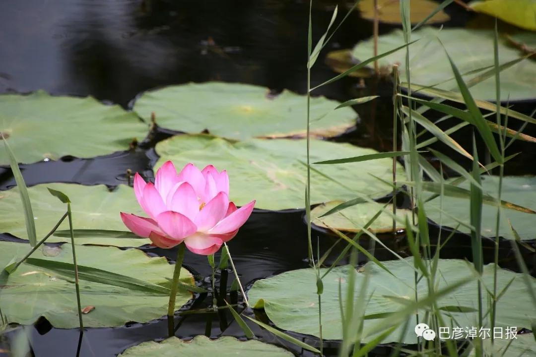 临河植物园景色,临河荷花景区