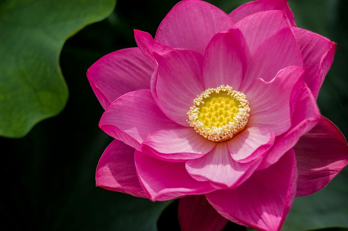 花语大全100种花的花语,100种象征着爱情的花的花语
