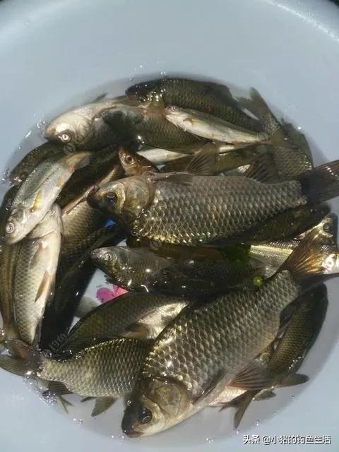 野钓双钩离底还是一钩离底好,野钓鲤鱼如何挂玉米防止挂底