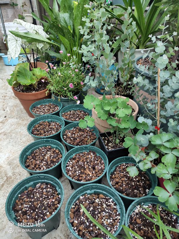 马蹄莲室内可以种吗,马蹄莲有多少种类型