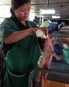 初生仔猪喘不吃奶是什么症状,初生仔猪不吃奶怎么办