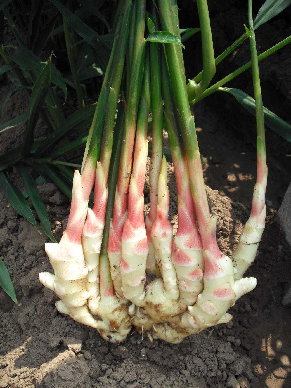 生姜发芽了种在土里多久可以长大,市场买的生姜直接埋土里会发芽吗