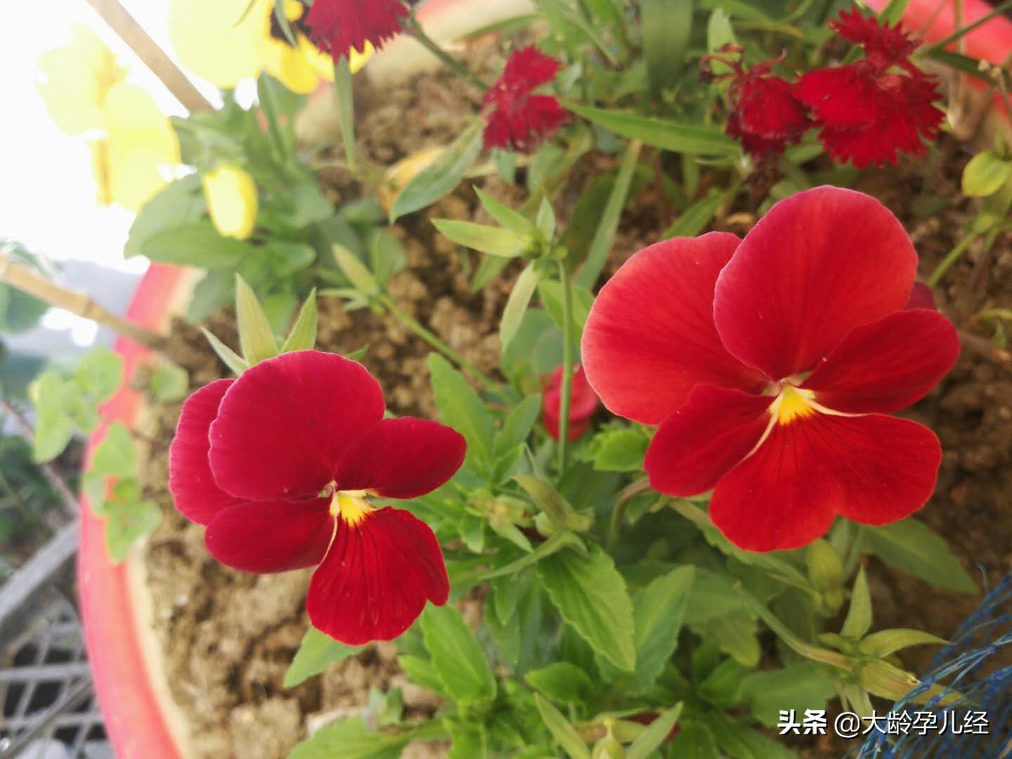 乳房护理的正确步骤,产后乳房护理实操