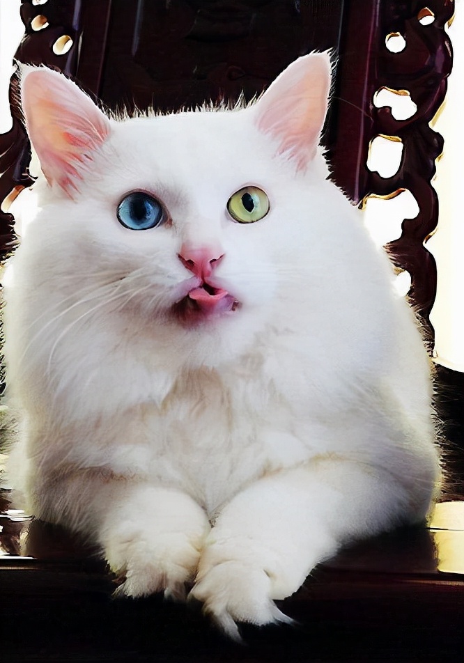 关于中华田园猫的全部资料大全,中华田园猫的名字大概都是什么