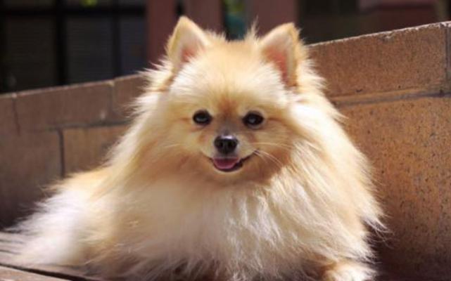 博美掉毛掉了一坨什么原因,博美掉毛都掉秃了怎么回事