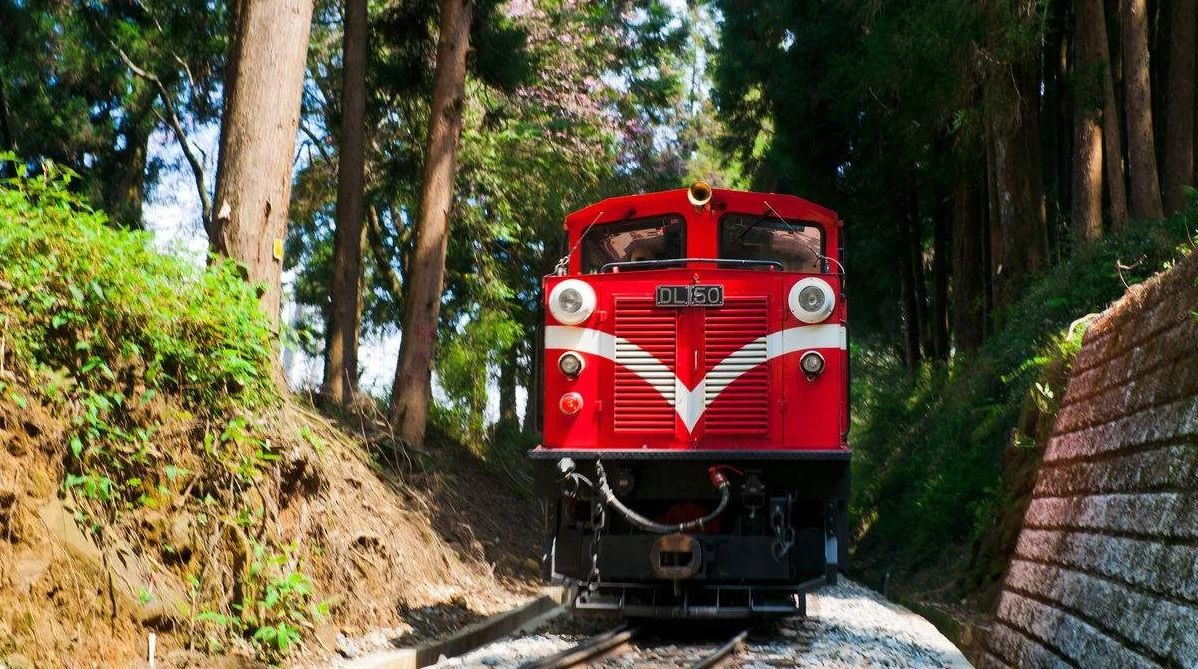 名山茶品种,名山出名茶