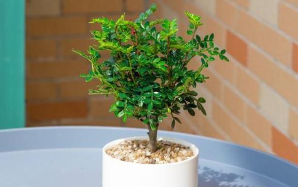 胡椒木盆景的养殖方法和技术图片,胡椒木盆景的造型都有哪些