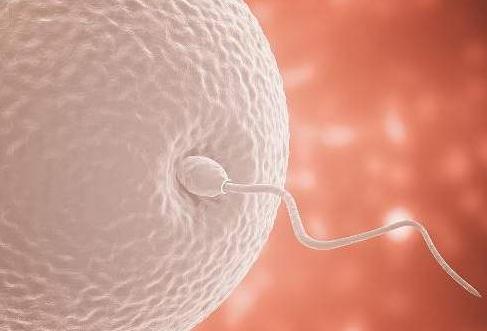 在女性体内，那些没遇到小蝌蚪的卵子去哪了？答应我，害羞也要看