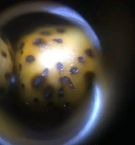 文玩手串作假,文玩手串怎么作假