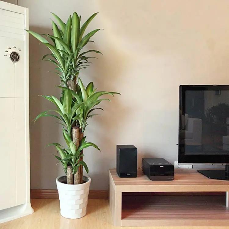 卧室可以养这五种盆栽,大盆栽植物室内旺宅