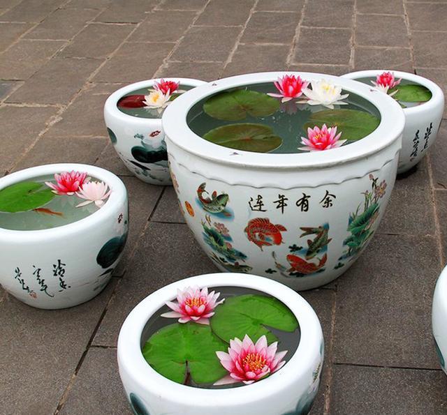 碗莲怎么养才能迅速开花,碗莲如何养殖能多开花