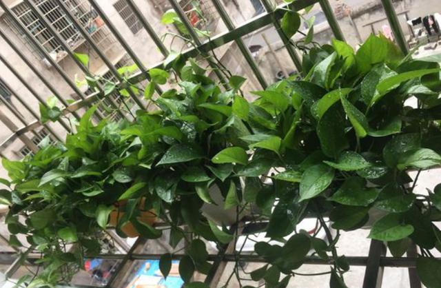 水培绿萝怎样养才能茂盛一点,水培绿萝如何维持旺盛生长